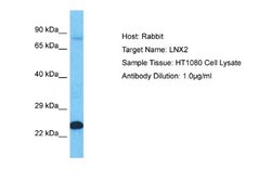 LNX2 Antibody, Novus Biologicals 100 &mu;L; Unconjugated:Antibodies, Polyclonal
